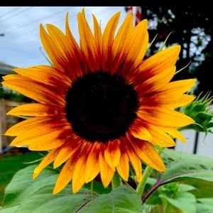 Meet your Posher, Robin